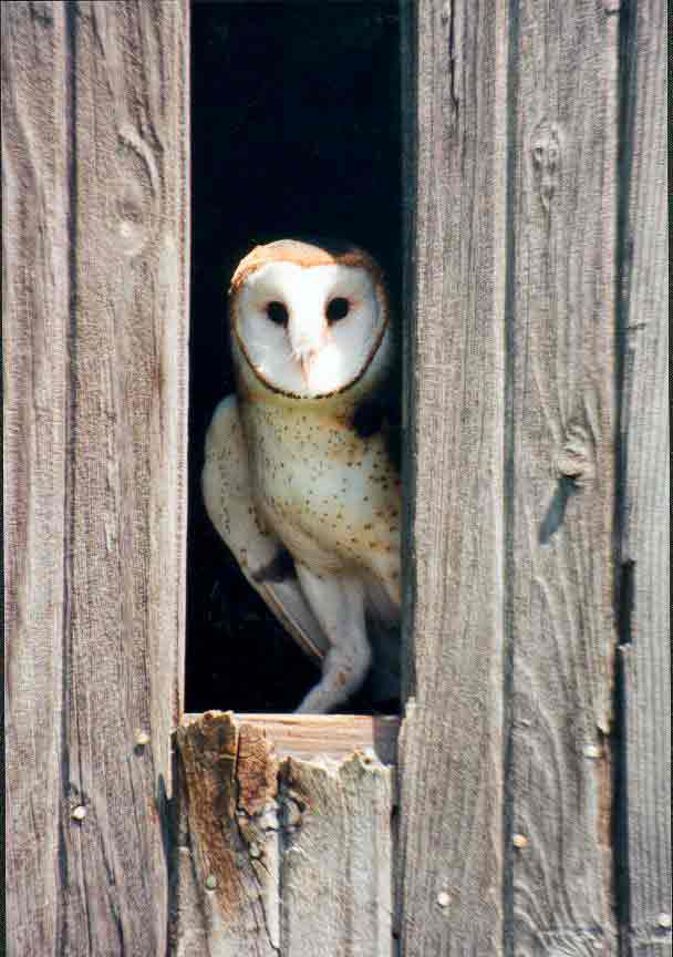 rescue birds of prey