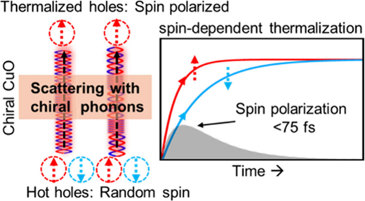 Graphic depiction of spin polarization of copper oxide after scattering with chiral phonons