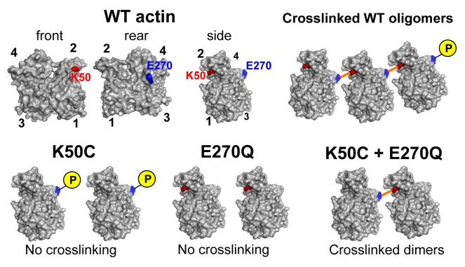 Actin crosslink