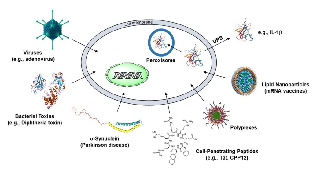 How Do Biomolecules Cross the Cell Membrane? Pei Group
