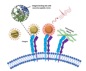 TOC image showing a particle interacting with a protein on a cell membrane.