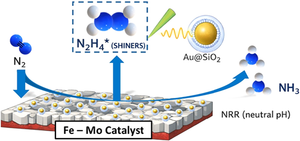 TOC graphic for article "Study of the Electrochemical Reduction of Nitrogen on Iron–Molybdenum Compounds: A Theoretical and Experimental Approach to Understand the Mechanism". Hyperlink to online publication.