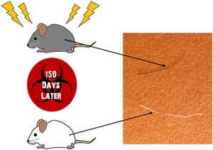 TOC image from "anomalous pigmentation in depigmented murine hairs fro neutron radiation exposure. The figure hyperlinks to the online publication.